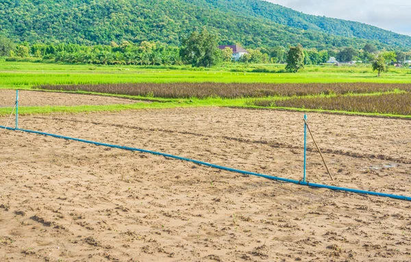 Belleza día soleado en el campo de arroz —  Fotos de Stock