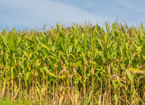 Bilden av sädesfält och himlen i bakgrunden. — Stockfoto