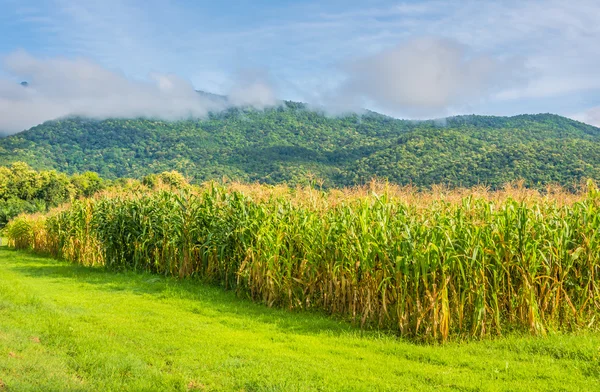 Imagen del campo de maíz y el cielo en el fondo . — Foto de Stock