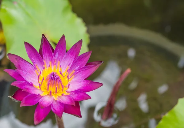 Cores ricas bonitas de um waterlily na superfície da água  . — Fotografia de Stock