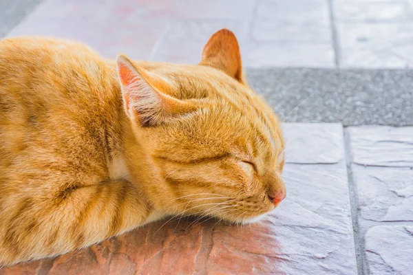 Pretty Cat Sleep House Image — Stock Photo, Image