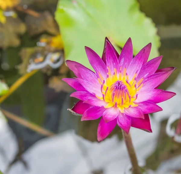 Piękne, bogate kolory z lilii wodnej na powierzchni wody . Obrazek Stockowy