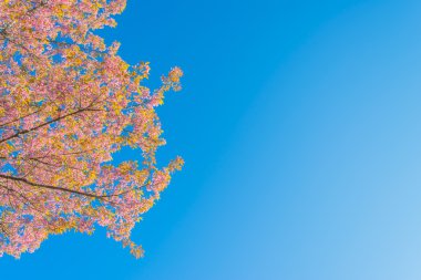 Vahşi Himalaya kiraz çiçek (Tayland'ın sakura), Chiang Mai Thail