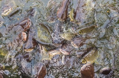 Image of feeding many of Striped catfish (Pangasius) fish in pond. clipart