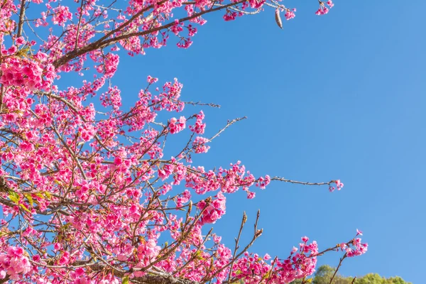 Wild Himalayan Cherry Flower Thailand Sakura Chiang Mai Thailand — Stock Photo, Image