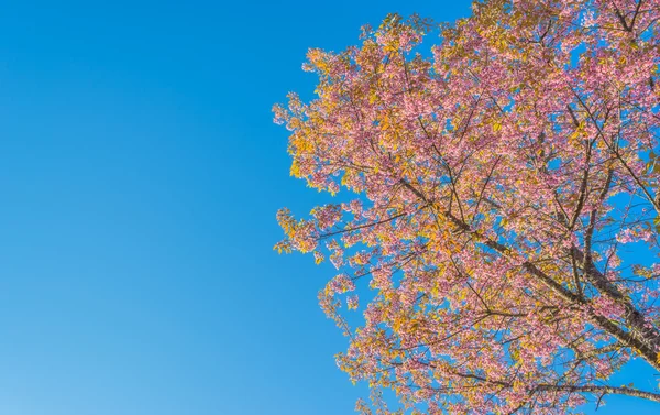 Dziki Kwiat Wiśni Himalajskiej Sakura Tajlandii Chiang Mai Tajlandia — Zdjęcie stockowe