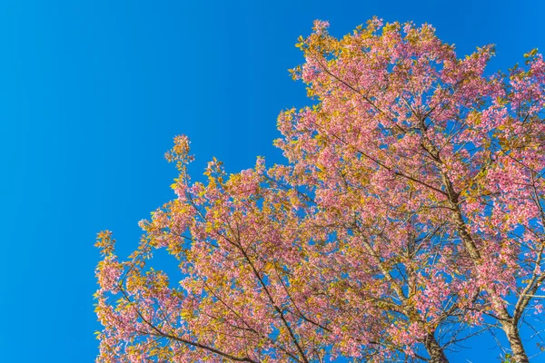 Dziki kwiat wiśni Himalayan (sakura Tajlandii), Chiang Mai Thail — Zdjęcie stockowe