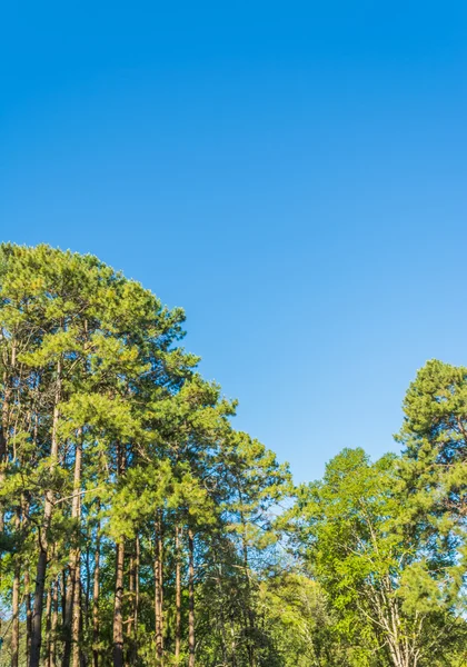 Kép Fenyőfa Tiszta Kék Háttér — Stock Fotó