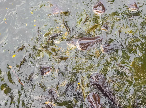 縞模様の多くの池でナマズ 魚の給餌イメージ — ストック写真