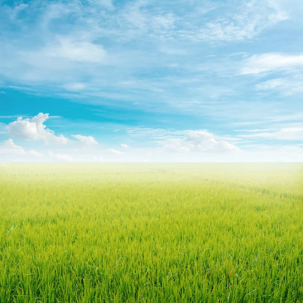 Campo de arroz y cielo azul — Foto de Stock