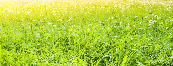 Kwiat trawy na relaks rano czasu — Zdjęcie stockowe