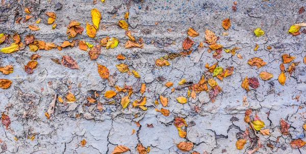 Trockenes Braunes Blatt Auf Der Rissigen Erde Dürres Land — Stockfoto