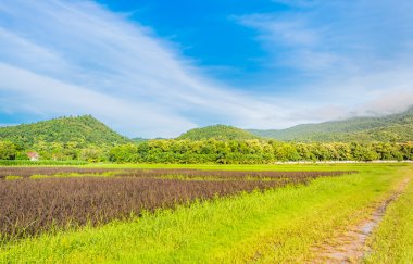 Pirinç tarlasında güneşli güzel bir gün 