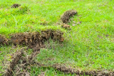 yeşil çim sayfası 