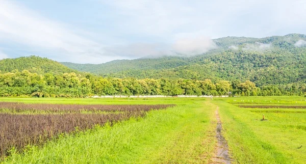Schönheit sonniger Tag auf dem Reisfeld — Stockfoto