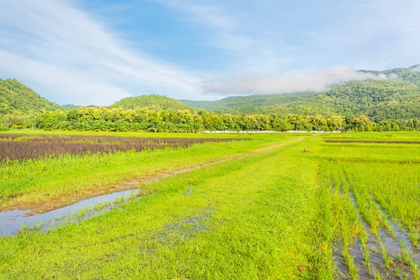 Skönhet solig dag på risfältet — Stockfoto