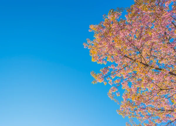 Flor Selvagem Cereja Himalaia Sakura Tailândia Chiang Mai Tailândia — Fotografia de Stock