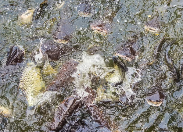 縞模様の多くの池でナマズ (バサ) 魚の給餌イメージ. — ストック写真