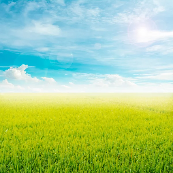 Campo de arroz y cielo azul — Foto de Stock