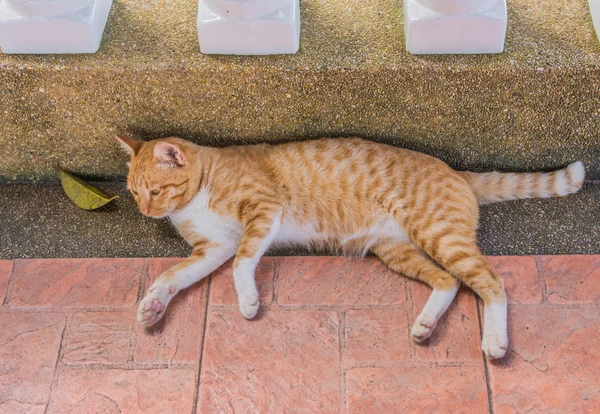 Náladová kočka — Stock fotografie