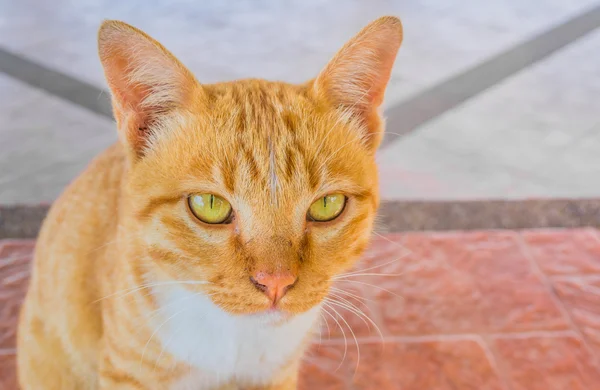 Humeurig kat — Stockfoto