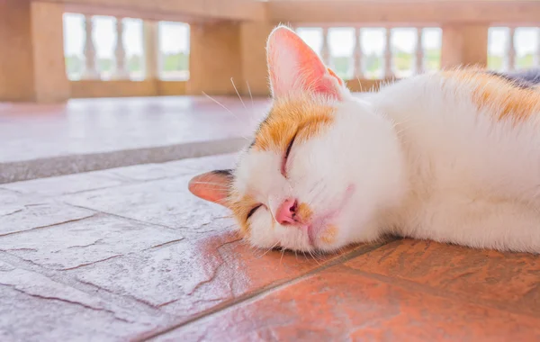 Güzel kedi uykusunda evi resim dışında — Stok fotoğraf