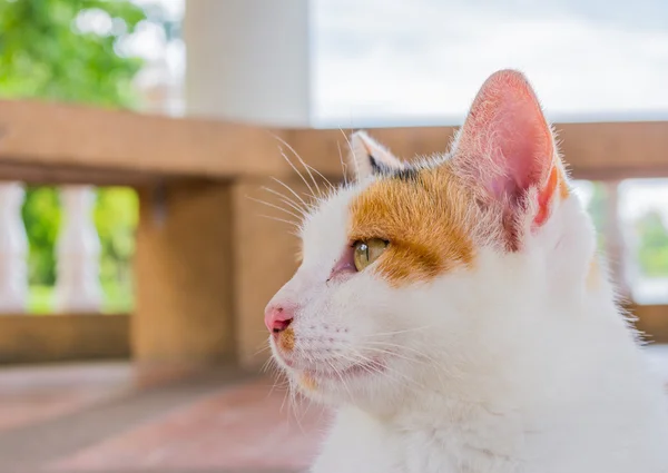 Moody cat — Stock Photo, Image