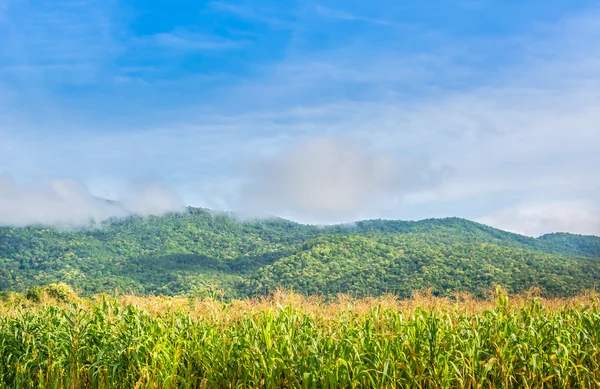 Imagen del campo de maíz y el cielo en el fondo . — Foto de Stock
