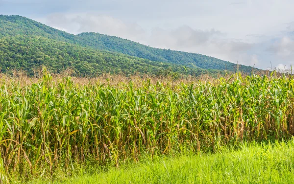 Image of corn field and sky in background. — Stock Photo, Image