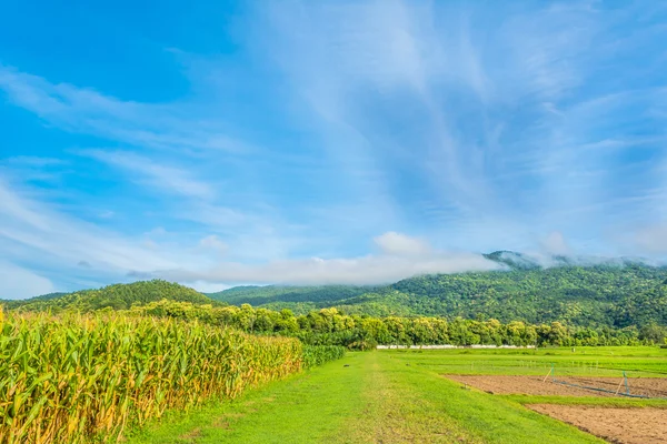 Imagen del campo de maíz y el cielo en el fondo . — Foto de Stock