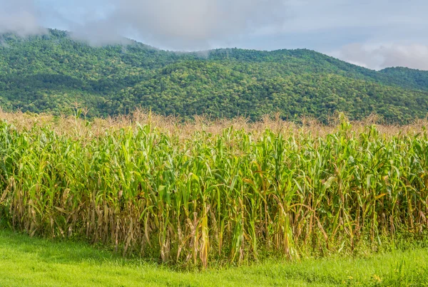 Immagine di campo di grano e cielo sullo sfondo . — Foto Stock