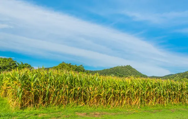 Obraz z pola kukurydzy i niebo w tle. — Zdjęcie stockowe