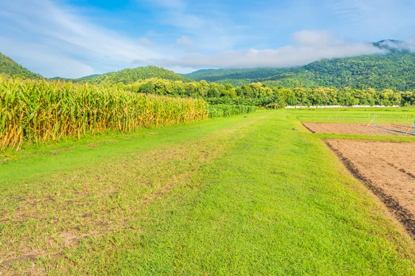 Imagen del campo de maíz y el cielo en el fondo . — Foto de Stock