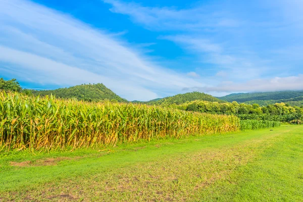 Bilden av sädesfält och himlen i bakgrunden. — Stockfoto