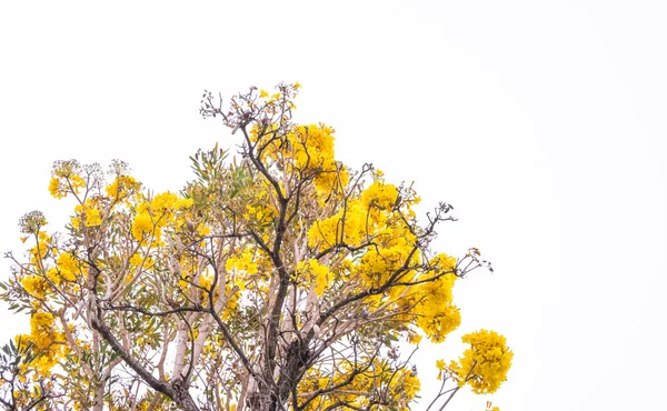 Фотографія Tabebuia Chrysotricha Жовтого Квіткового Дерева Таїланду — стокове фото