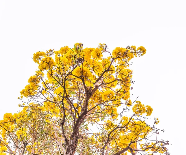 Imagen Tabebuia Chrysotricha Árbol Flores Amarillo Tailandia —  Fotos de Stock