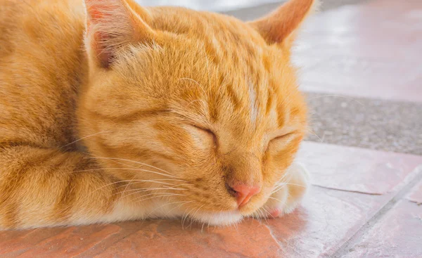 Pretty cat sleep in outside the house image — Stock Photo, Image