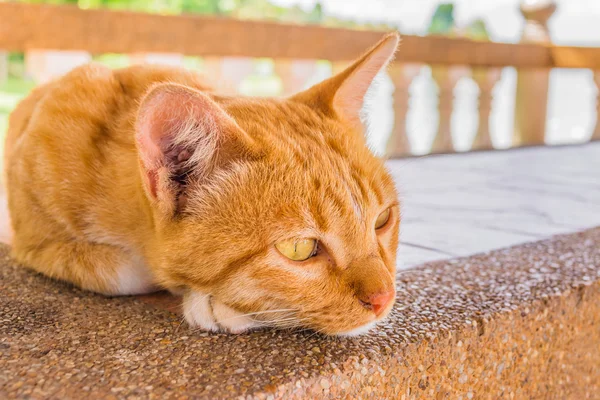 Moody kedi — Stok fotoğraf