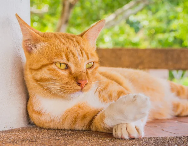 Moody cat — Stock Photo, Image