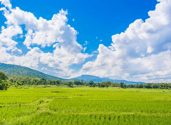 쌀 필드와 맑고 푸른 하늘 배경 사용에 대 한 이미지 . — 스톡 사진