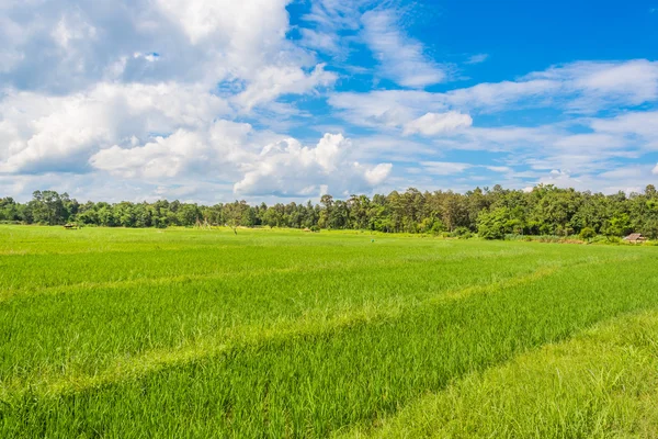 Immagine di campo di riso e cielo azzurro chiaro per uso di sfondo  . — Foto Stock