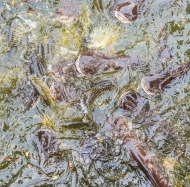 Görüntü çok çizgili yayın balığı (Pangasius) balık besleme.