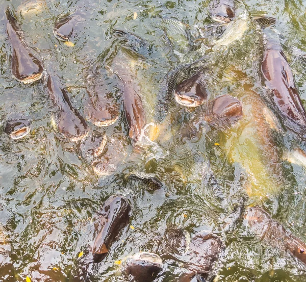 Image de l'alimentation de nombreux poissons-chats rayés (Pangasius) dans un étang . — Photo