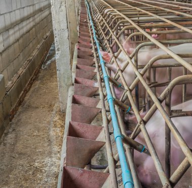 kapalı pis domuz çiftliği paddock ile uzun pozlama görüntü .