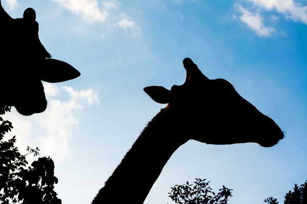 Silhueta girafa — Fotografia de Stock