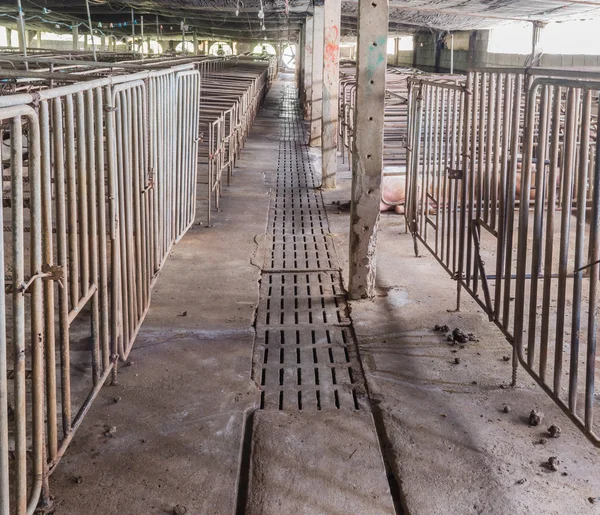 Langzeitbelichtung Bild Von Indoor Schweinemast Mit Koppel — Stockfoto