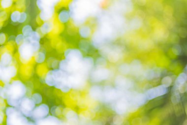 Ağaç yeşili arkaplanının soyut Bokeh 'inin bulanık resmi.