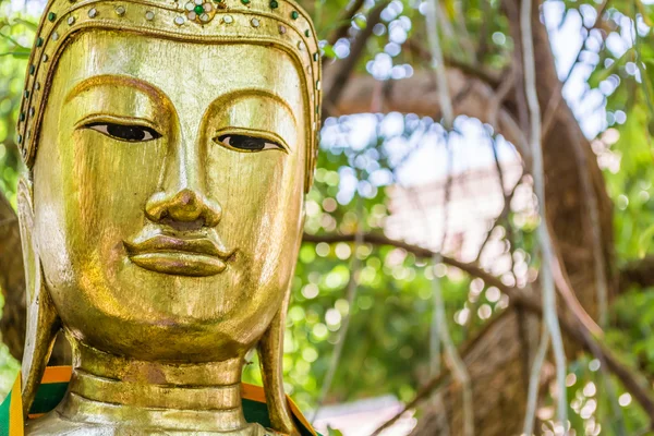 Gamla buddha skulptur under stora gröna trädet — Stockfoto