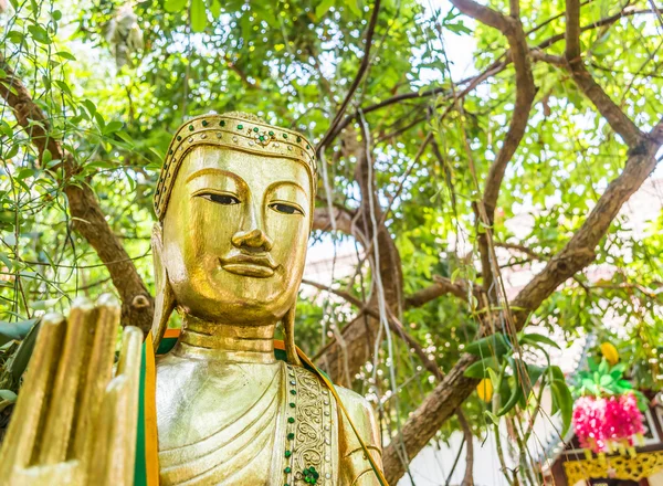 Antigua escultura buda bajo el gran árbol verde —  Fotos de Stock