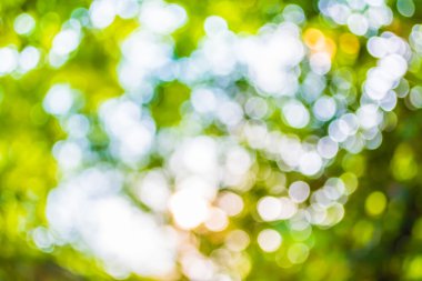 Ağaç yeşili arkaplanının soyut Bokeh 'inin bulanık resmi .